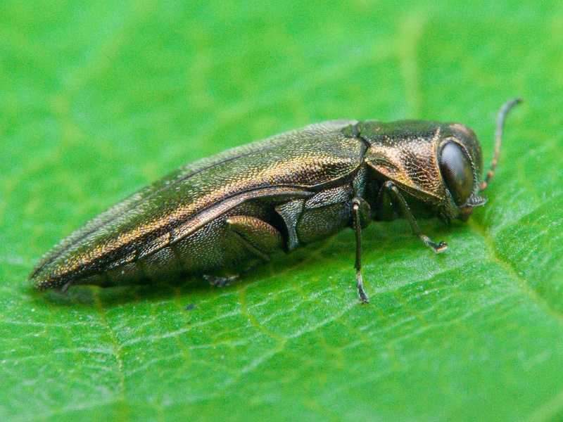 Agrilus derasofasciatus Boisduval & Lacordaire, 1835